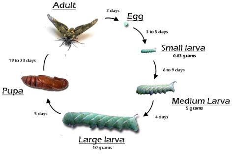 Hornworms - Rainbow Mealworms