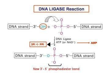 ¿Cuál es la función de la ligasa en la replicación del ADN? La Ciencia y la Tecnología mejoran ...