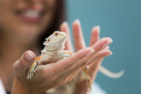 20 Loveable Names For Your New Pet Lizard - Critter Culture