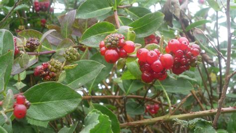 Honeysuckle berries, Northam, Devon | Honeysuckle berries, Berries ...