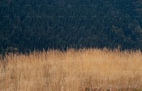 Yellow Grass - Stock Photos | Motion Array