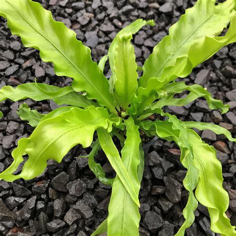 Asplenium antiquum 'Victoria' - Japanese Bird's Nest Fern (4.5" Pot ...