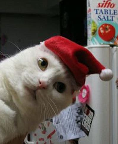 Ten Cats in Santa Hats to Make Anyone Smile This Festive Season