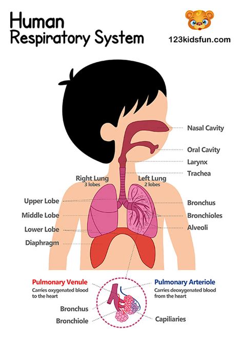 Human Body Systems for Kids Free Printables - Homeschooling | 123 Kids Fun Apps