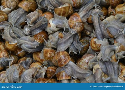 Many edible snails stock image. Image of pomatia, burgundy - 72401805