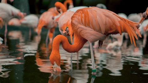 Flamingos Drinking Water · Free Stock Photo