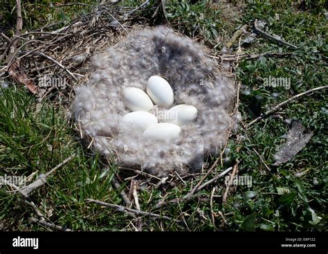 Canada Goose nest with eggs, in the wild. New Zealand Stock Photo - Alamy