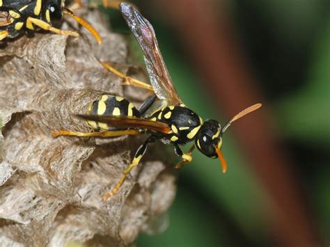 Dishonesty is aggressively punished in the world of paper wasps