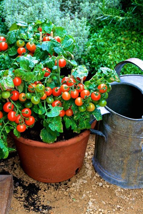 10 Things to Know Before You Plant Tomatoes ~ Bees and Roses | Growing ...