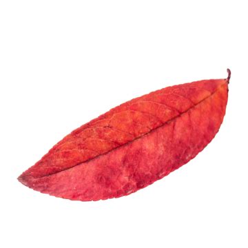 Red Leaves Hd Transparent, Red Leaves, Leaves, Plant PNG Image For Free Download