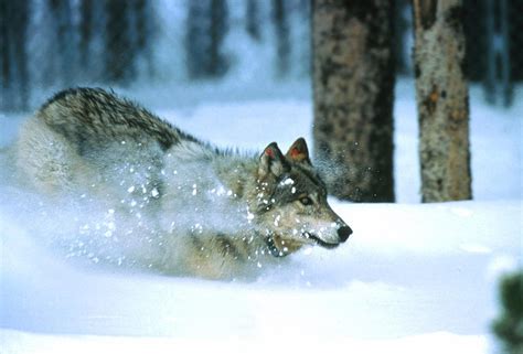 National Park Service Pics of Wyoming's Most Iconic Wildlife