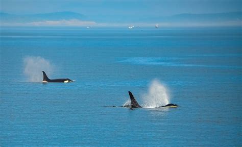 Pod of Orcas — Powell River United Church