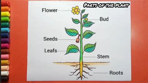 Parts Plant Diagram Elementary