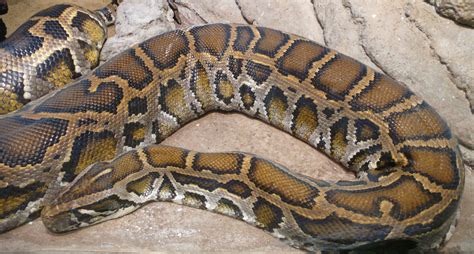 Fichier:Python molurus bivittatus (1).jpg — Wikipédia