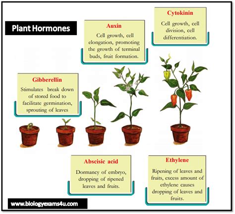 An Overview of Plant Growth Regulators - Plant Hormones (Phytohormones) : Auxins, Gibberllins ...