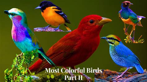 Beautiful Colourful Birds