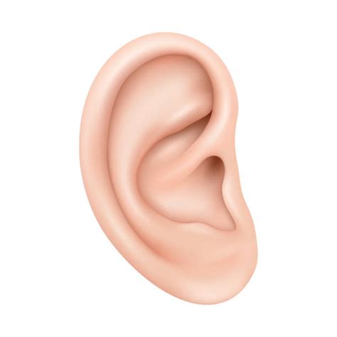 Free Clipart Human Ear