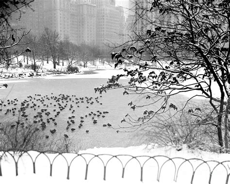 Snow Scenes In Central Park #1 by New York Daily News Archive