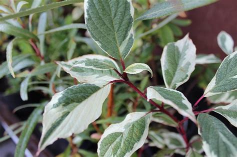 Cornus alba 'Sibirica Variegata'