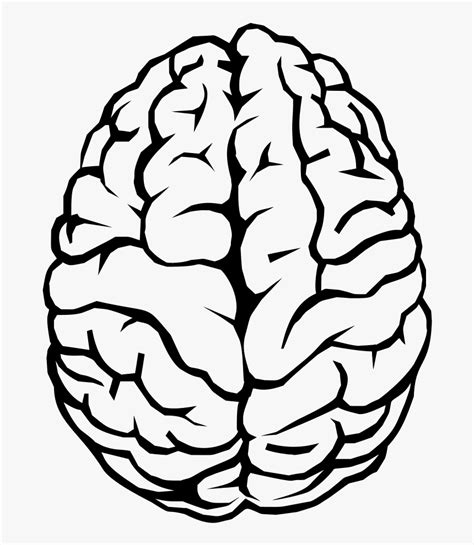 Human Brain Drawing Line - Brain Outline Transparent Background, HD Png Download , Transparent ...