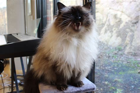 Yawny yawny! This cat was tired when we took this, time for a nap :3 #ragdoll #yawn #cat #cute # ...