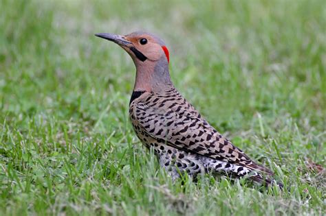 A Woodpecker On The Ground? It's A Northern Flicker