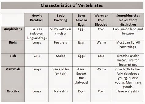 Warren Sparrow: Characteristics of Vertebrates worksheet