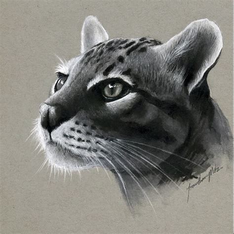 Realistic Drawings Of Animals