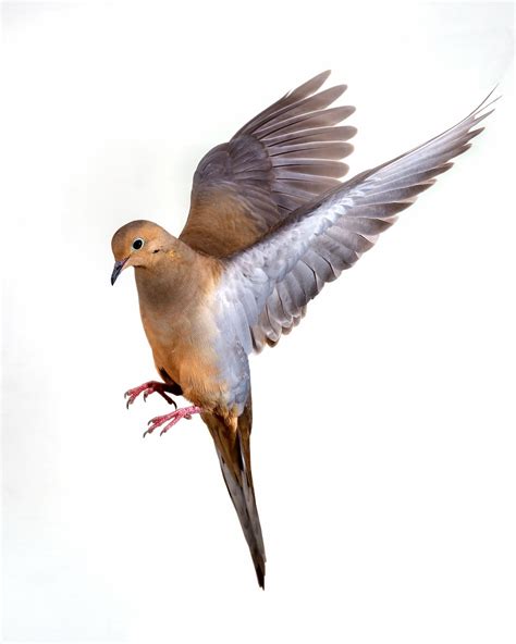 Dove in flight. | Dove pictures, Pet birds, Dove flying