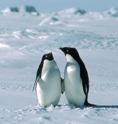 TRAVELING: Meet at the South Pole Penguins