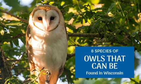 8 Species of Owls in Wisconsin (Pictures) - Wild Bird Scoop