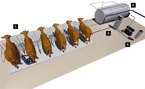 Stanchion barn milking system | Barn, System, Shed