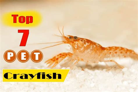 7 Most Popular Aquarium Crayfish Species - Shrimp and Snail Breeder