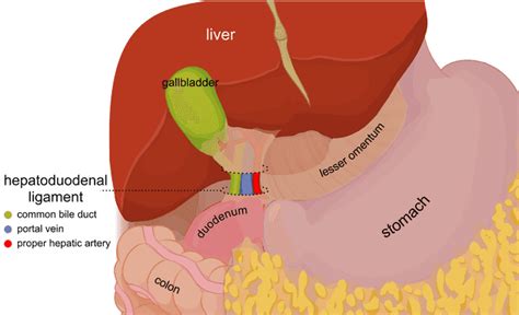 Hepatogastric ligament - Wikiwand