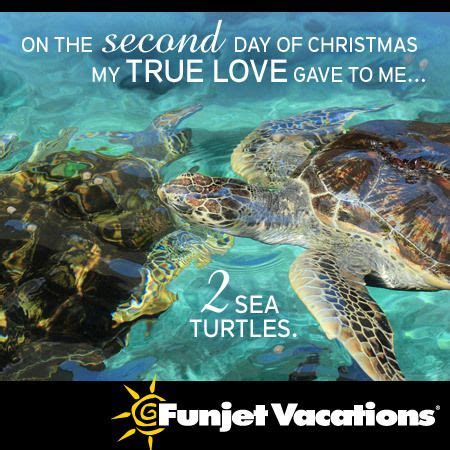 two sea turtles swimming in clear blue water with caption that reads ...