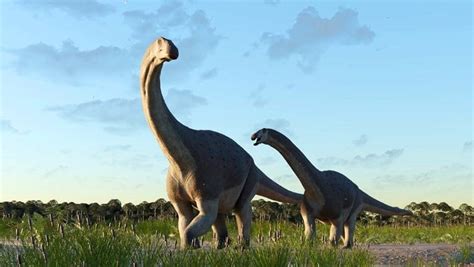 New Titanosaur Species Identified in Argentina : r/Dinosaurs