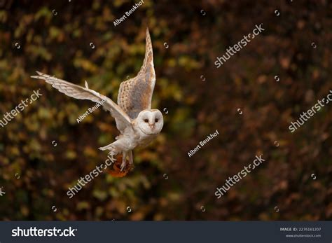 Flying Barn Owl Tyto Alba Flight Stock Photo 2276161207 | Shutterstock