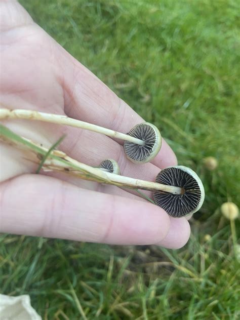 Psilocybe fimetaria? : r/Semilanceata