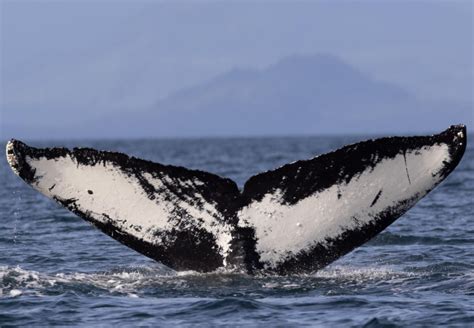 Icy Strait Whale Watching Adventure | Alaska Shore Excursions