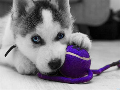 Baby Huskies Wallpaper (79+ images)