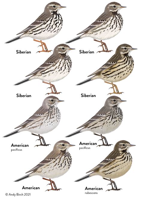 Surfbirds - Identification Articles