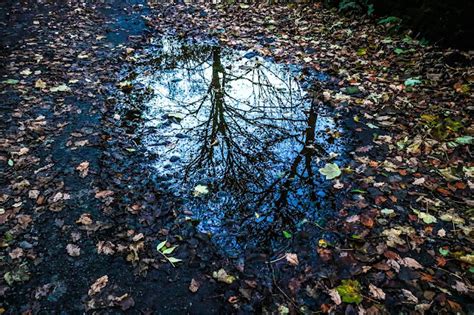 Dungeon Wood: More Autumnal Catching Up......