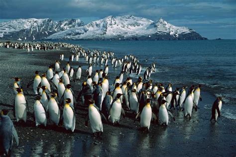 King Penguin colony along shoreline, Bay of Isles, South Georgia Island ...