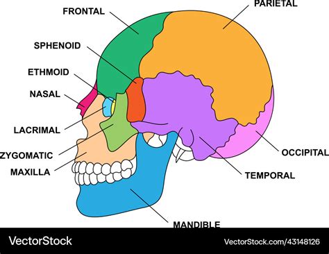 Human skull bones anatomy with descriptions Vector Image