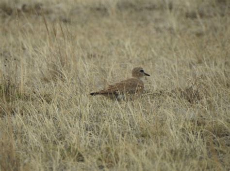 The Migratory Connectivity Project The ongoing mysteries of Mountain Plover migration - MCP