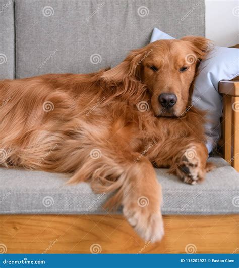 Golden Retriever Sleeping on the Couch Stock Photo - Image of family ...