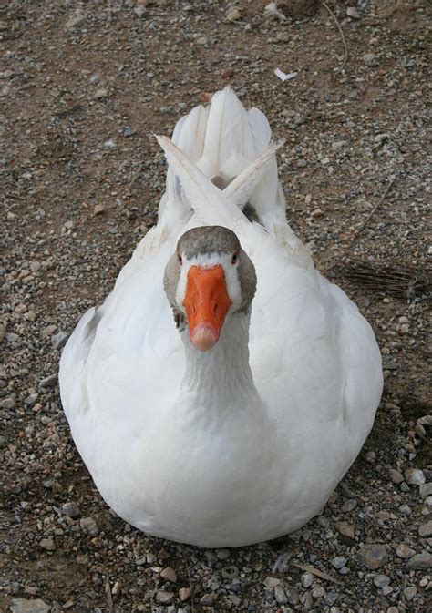 White Wild Duck Sitting on Gravel Photograph by Taiche Acrylic Art