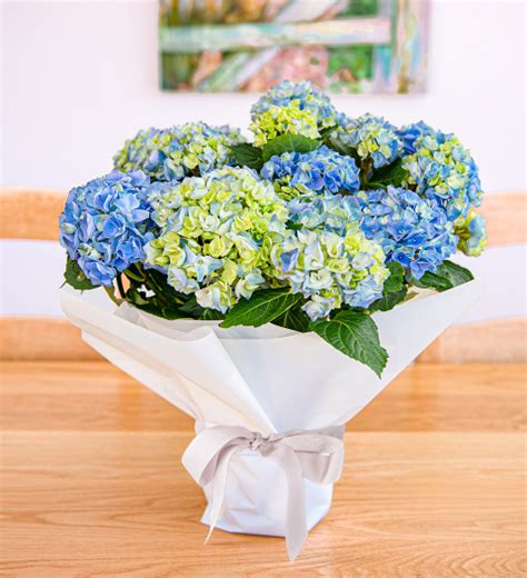 Blue Hydrangea | Beautiful & Affordable House Plants