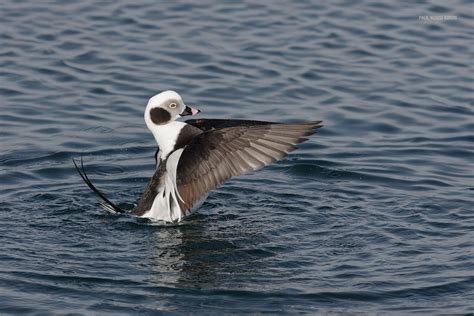 male-long-tailed-duck-for-wordpress | paulrossibirds