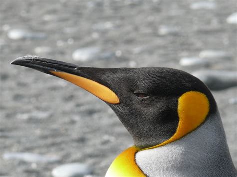 Do Penguins Have Ears? - Penguins Blog